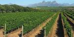 Stellenbosch Cape_Winelands_11130_99KB_280709