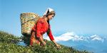 Sikkim_14206_97KB_011009