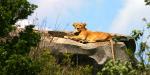 Lioness, Serengeti Northern_Circuit_14817_94KB_141009