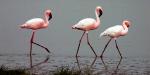 Lesser Flamingos Northern_Circuit_14822_99KB_141009