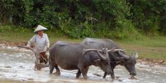 Other places to stay in Cambodia Other places to stay in Cambodia