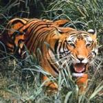 Tailormade Tours - Kerala, India