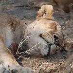 Ruaha River Lodge, Tanzania
