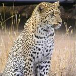 Ruaha River Lodge, Tanzania