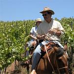 Matetic Vineyards Guesthouse, Chile