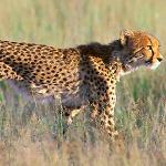 Tailormade Safaris - Namibia, Namibia