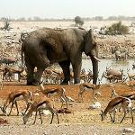 Tailormade Safaris - Namibia, Namibia