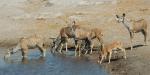 Tailormade Safaris - Namibia, Namibia