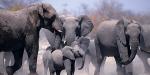Tailormade Safaris - Namibia, Namibia