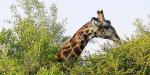 Honeyguide Tented Safari Camps, South Africa
