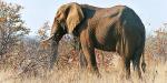Honeyguide Tented Safari Camps, South Africa