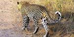 Honeyguide Tented Safari Camps, South Africa
