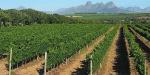 Hawksmoor House, South Africa, Vineyards near Stellenbosch