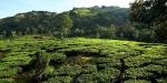 Tea Plantation Windermere Estate, India, Tea Plantation