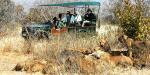 Lion Kill Ruaha River Lodge, Tanzania, Lion Kill