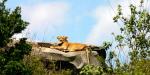 Tailormade Safaris - Northern Tanzania, Tanzania