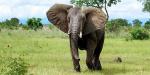 Tailormade Safaris - Southern Tanzania, Tanzania, Mikumi National Park