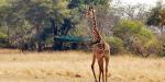 Tailormade Safaris - Southern Tanzania, Tanzania, Katavi