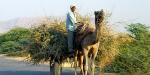 Tailormade Tours - Northern India, India