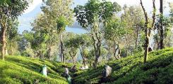 Other places to stay in Sri Lanka