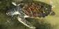 South_West_Coast_50897_98KB_191109