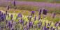 Norfolk Lavender East_Anglia_51193_98KB_231109