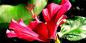 St_Lucia_51794_96KB_031209