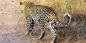Kruger_and_Around_51978_92KB_031209