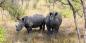 Kruger_and_Around_51979_99KB_031209