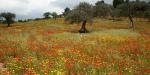 , Ramble through wild flower meadows in Sicily