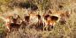 Madikwe_52053_89KB_041209