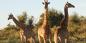 Madikwe_52061_97KB_041209