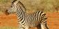 Madikwe_52062_99KB_041209