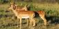Kwazulu_Natal_52094_97KB_041209