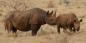 Etosha__North_52288_52KB_081209