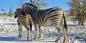 Etosha__North_52289_87KB_081209