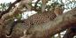 Etosha__North_52294_74KB_081209