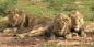 Etosha__North_52295_88KB_081209