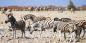 Damaraland_52302_77KB_081209