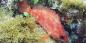 Lord_Howe_Island_52618_98KB_101209
