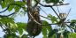 Central_Pacific_Coast_52634_102KB_101209