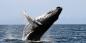 Pacific_Coast_52722_66KB_111209