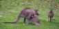 Hunter_Valley_52794_136KB_141209