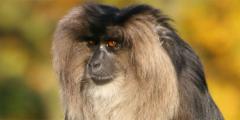 Other places to stay in Goa Other places to stay in Goa