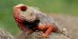 Andaman_Islands_52913_84KB_151209