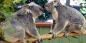 Queensland_52964_97KB_151209