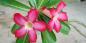 Maldives_53112_99KB_161209