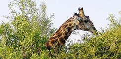 Other places to stay in South Africa