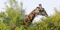 South_Africa_53602_98KB_221209