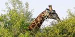 South_Africa_53602_98KB_221209
